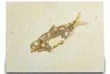 Detailed Fossil Fish (Knightia) - Wyoming #318598-1